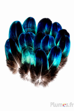 Pfau blau Saphir - 3-5 cm - naturblau metallisiert